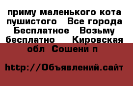 приму маленького кота пушистого - Все города Бесплатное » Возьму бесплатно   . Кировская обл.,Сошени п.